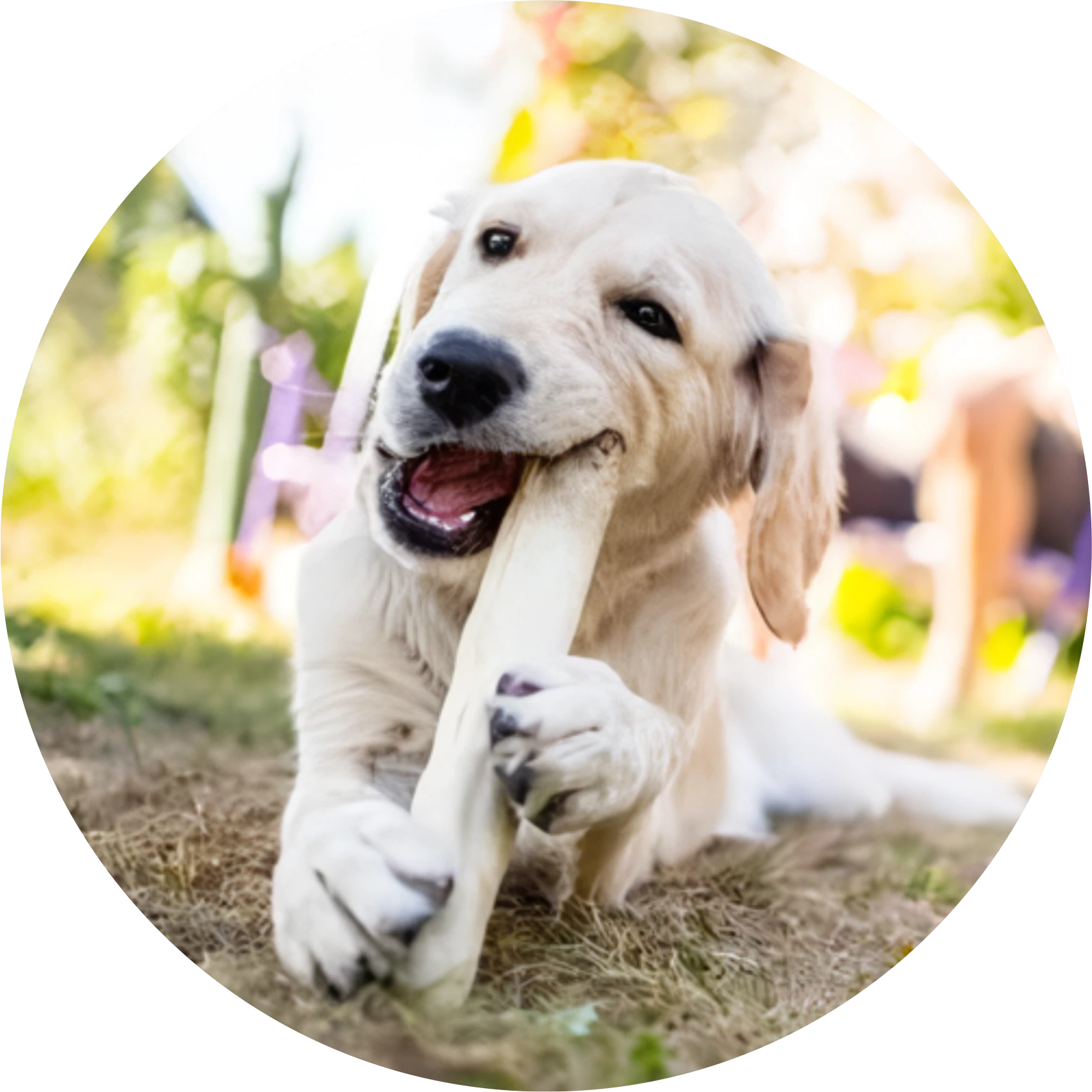 Kayu Kopi Kunyahan Anjing